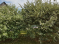 Frodiga Havtorn ser ut som Nordens olivträd